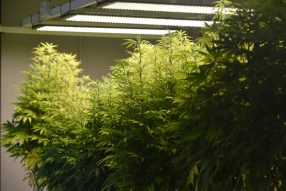 grow room odor control