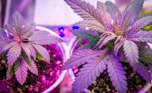 grow weed closet