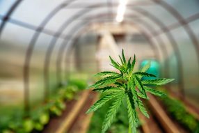 indoor marijuana growing guide
