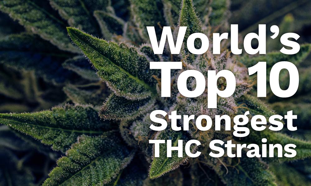 top 10 strongest thc strains