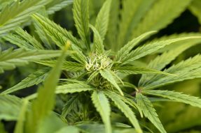 top ten indoor strains