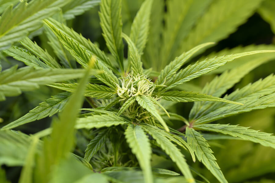 top ten indoor strains