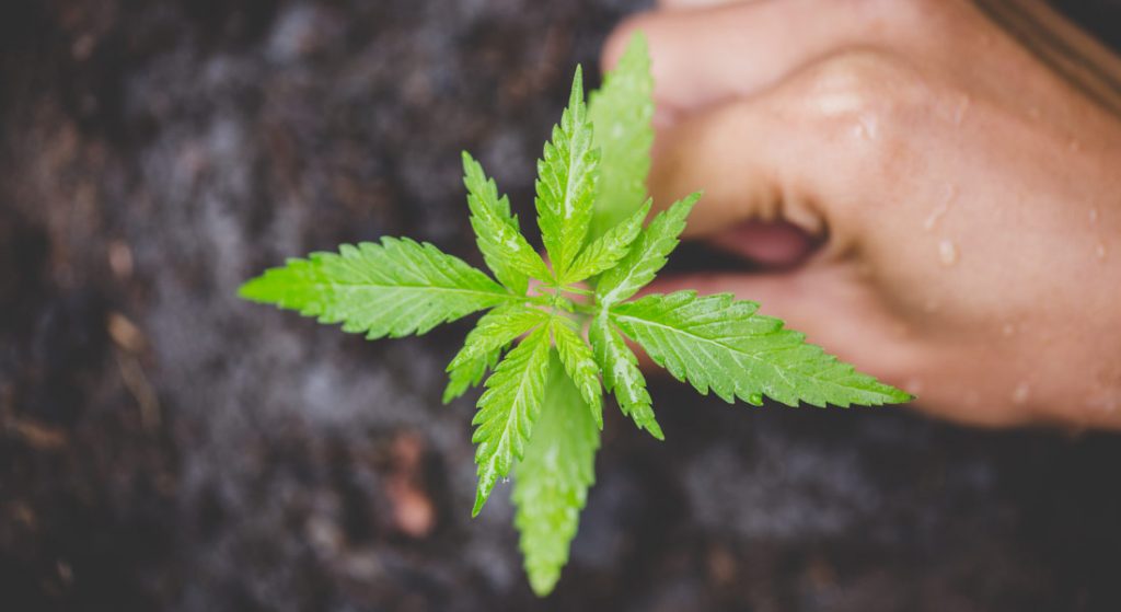 Transplanting marijuana seedling into potting soil