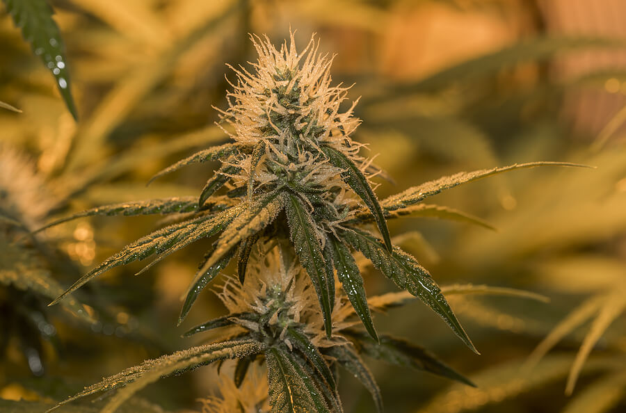 ancient cannabis mysteries
