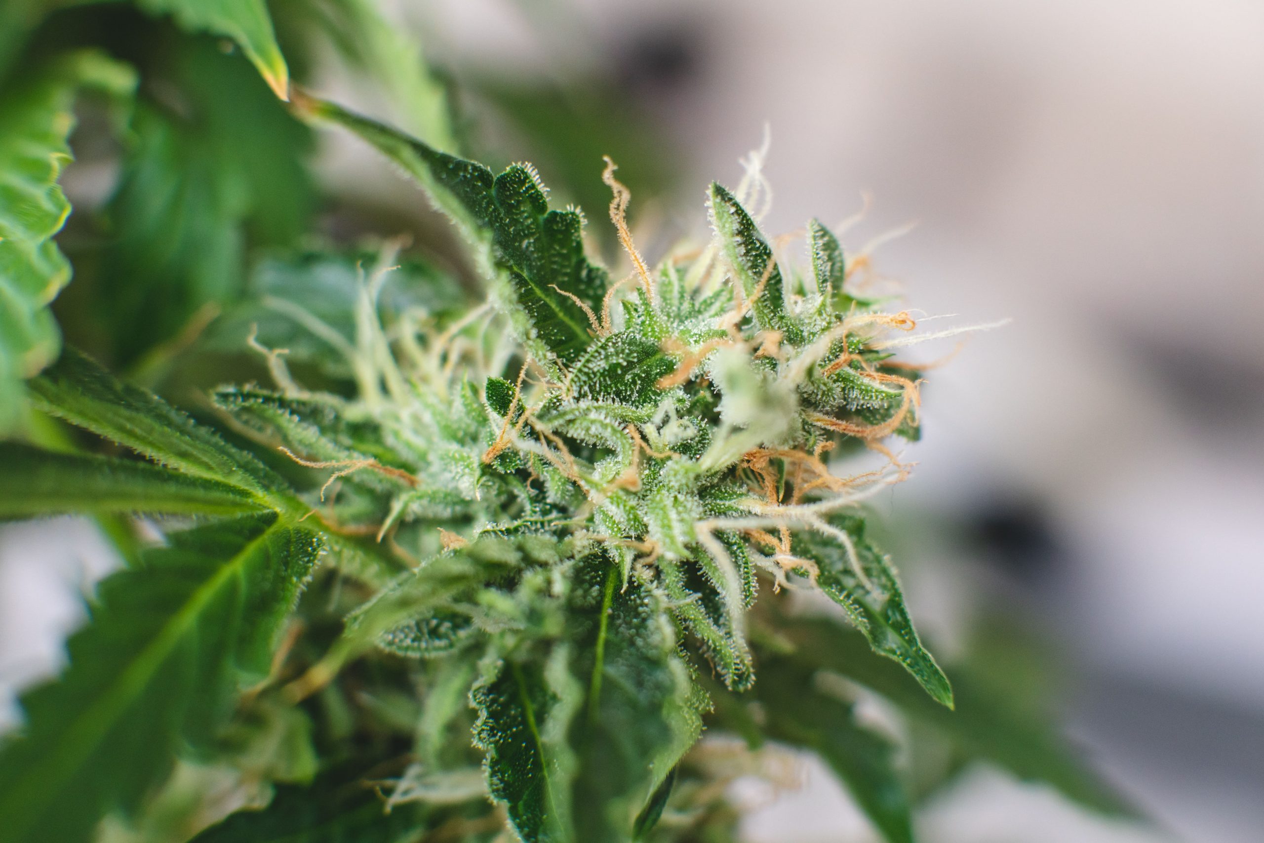 cbc cannabinoid marijuana (2)