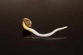 evolution cannabis