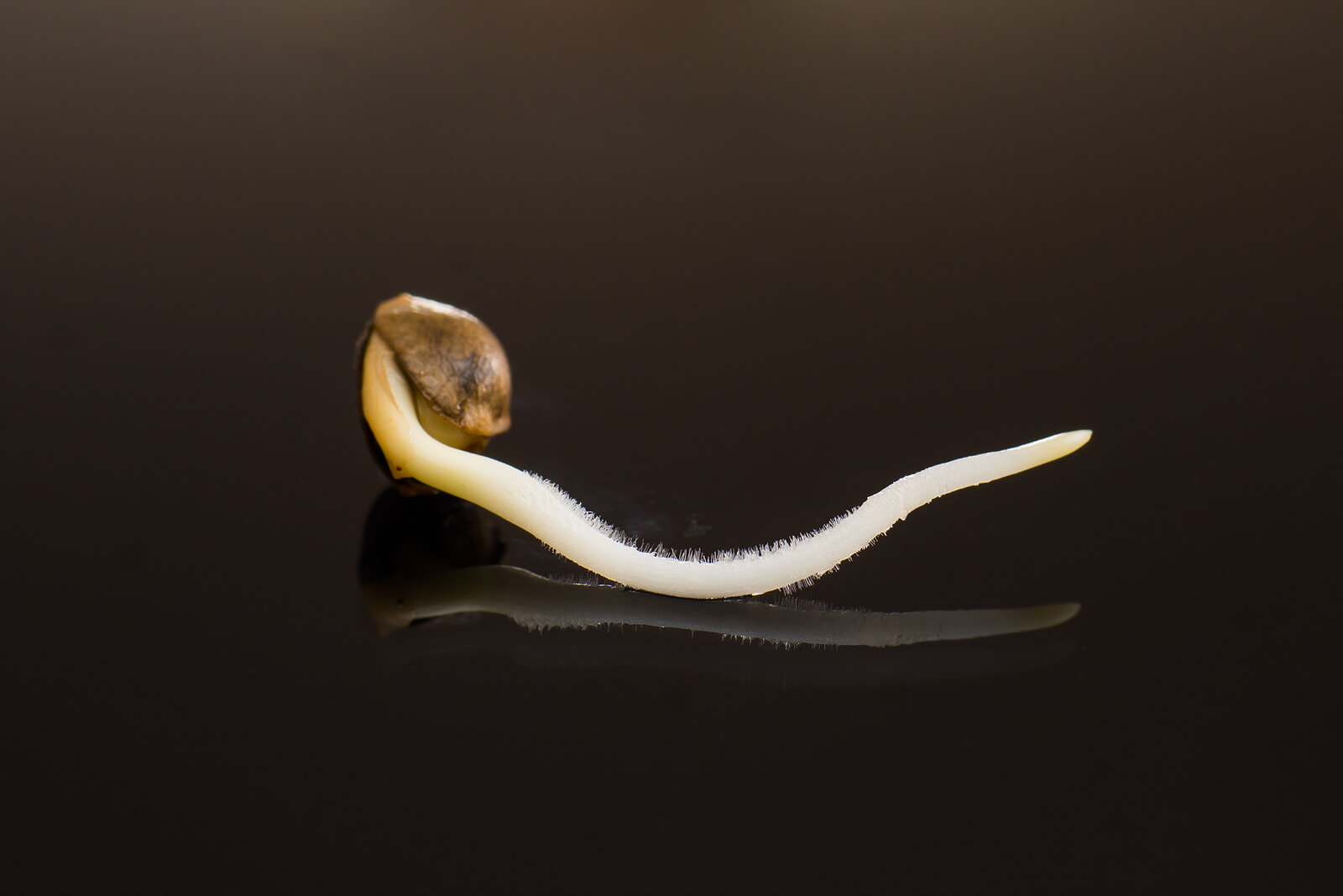 evolution cannabis