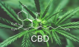 CBD Cannabis Strains History