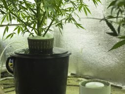 hydroponic marijuana growing