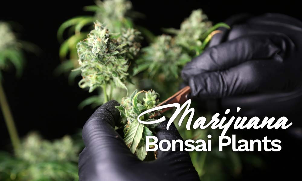 marijuana bonsai plants
