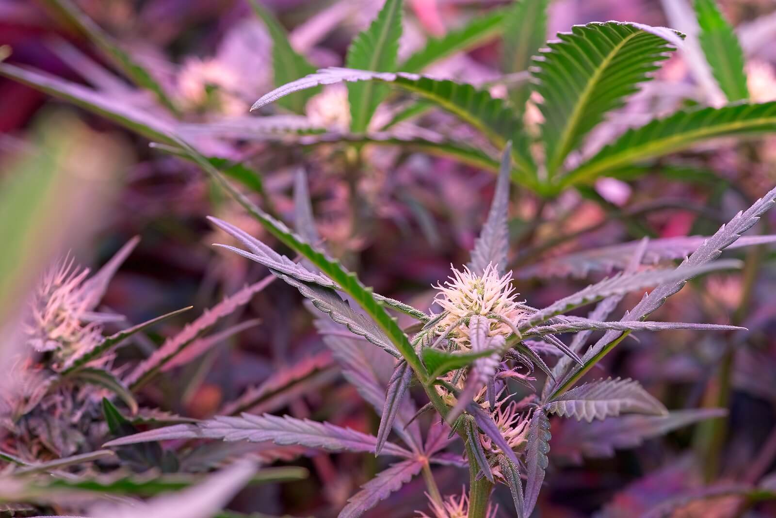 purple cannabis strains