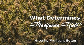 what determines marijuana yield
