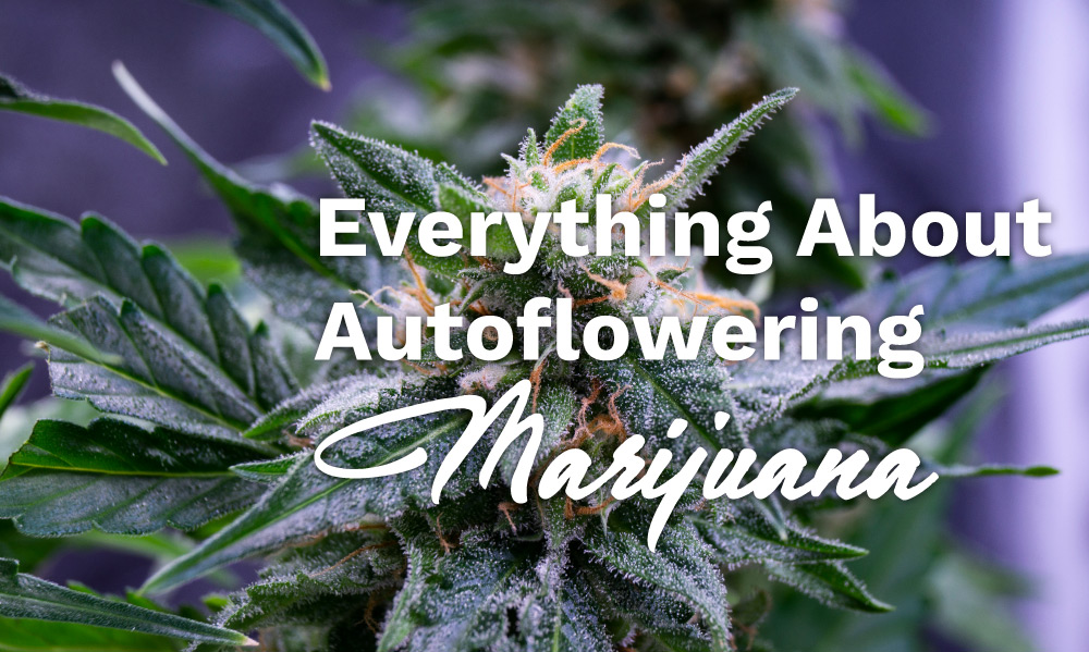 autoflowering marijuana strains