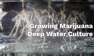 deep water culture marijuana