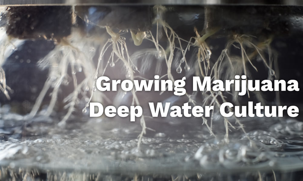 deep water culture marijuana