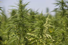 growing weed outdoors