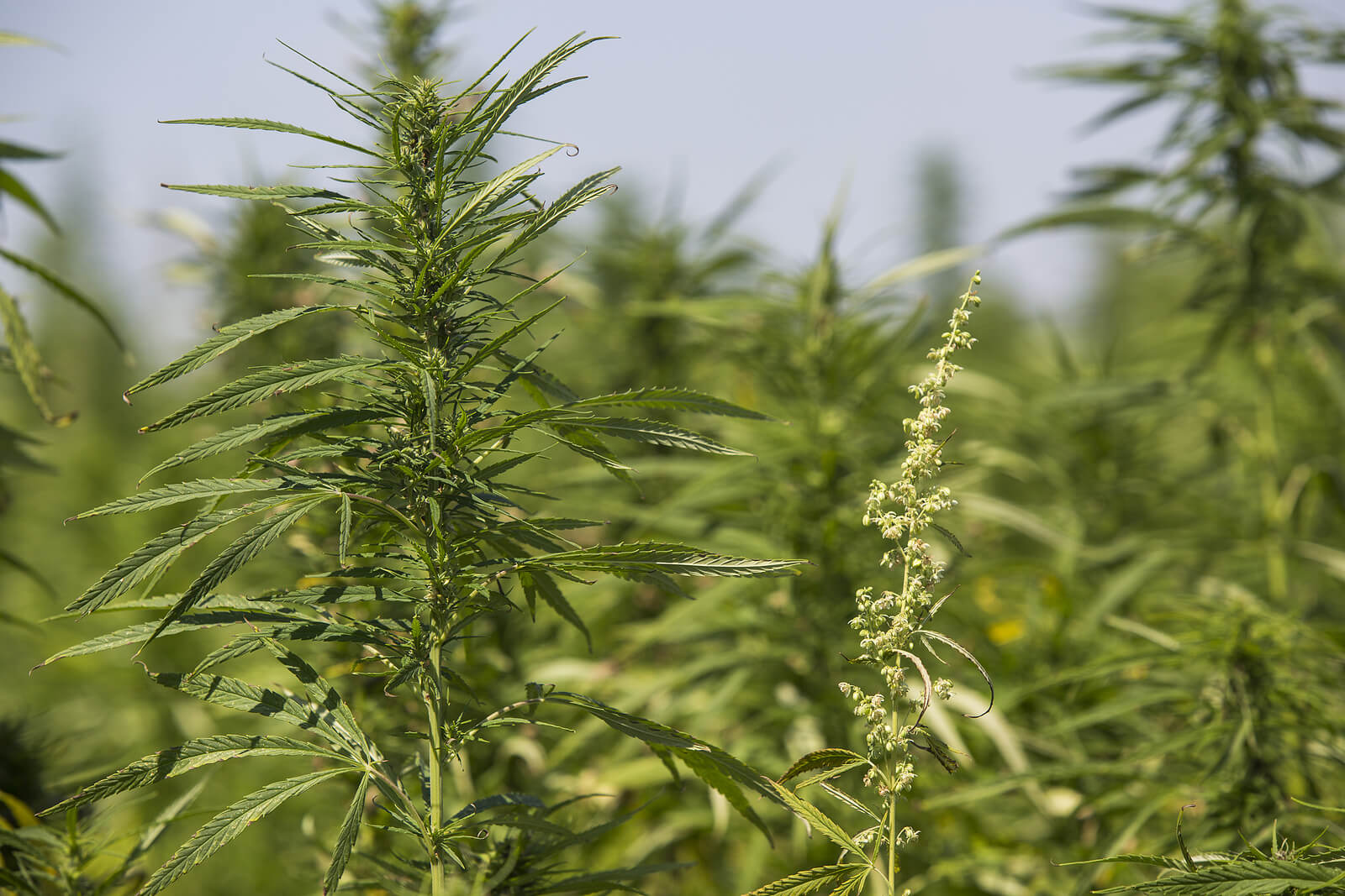 growing weed outdoors