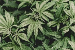 growing white widow cannabis