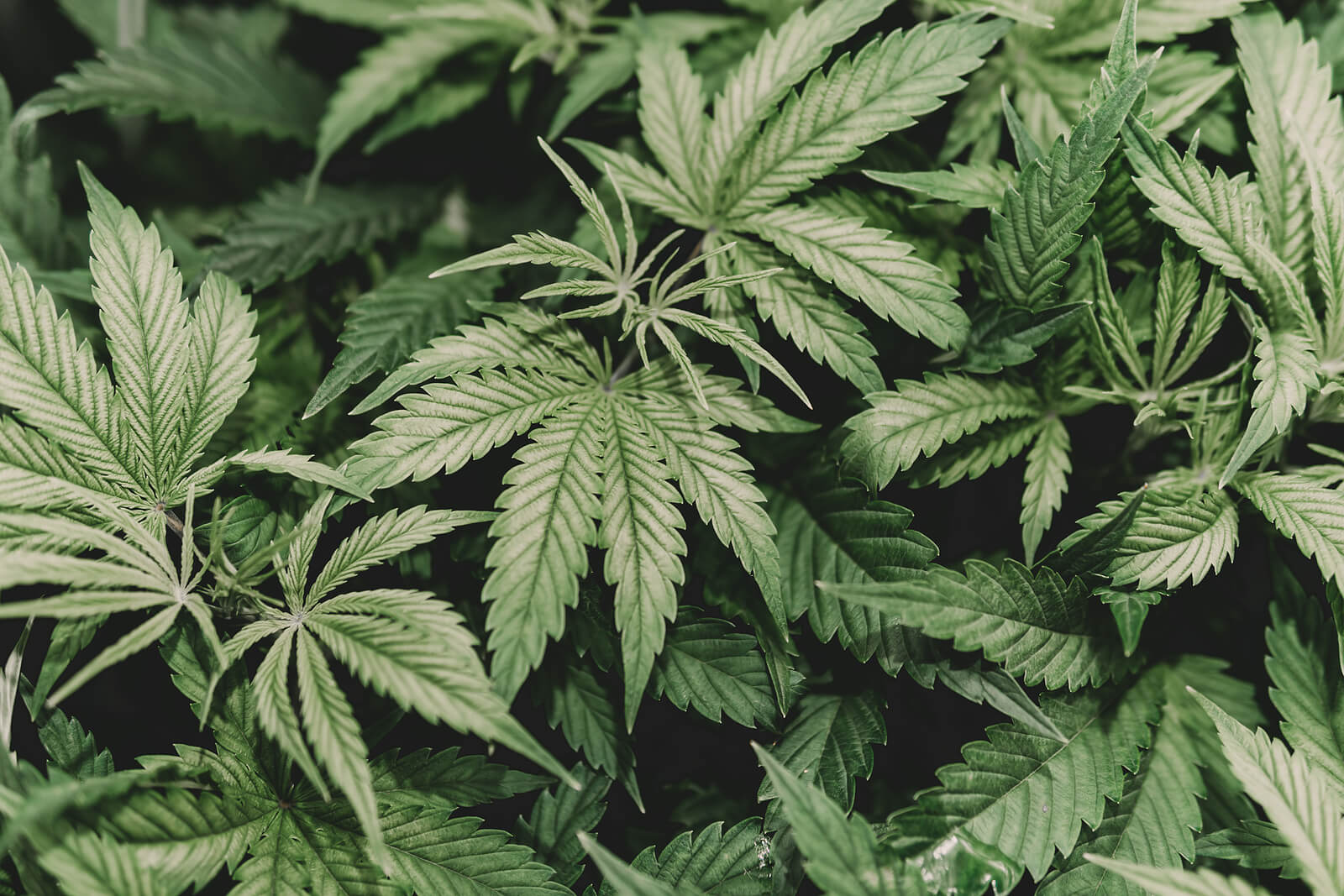 growing white widow cannabis