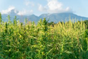 africa marijuana strain hunting