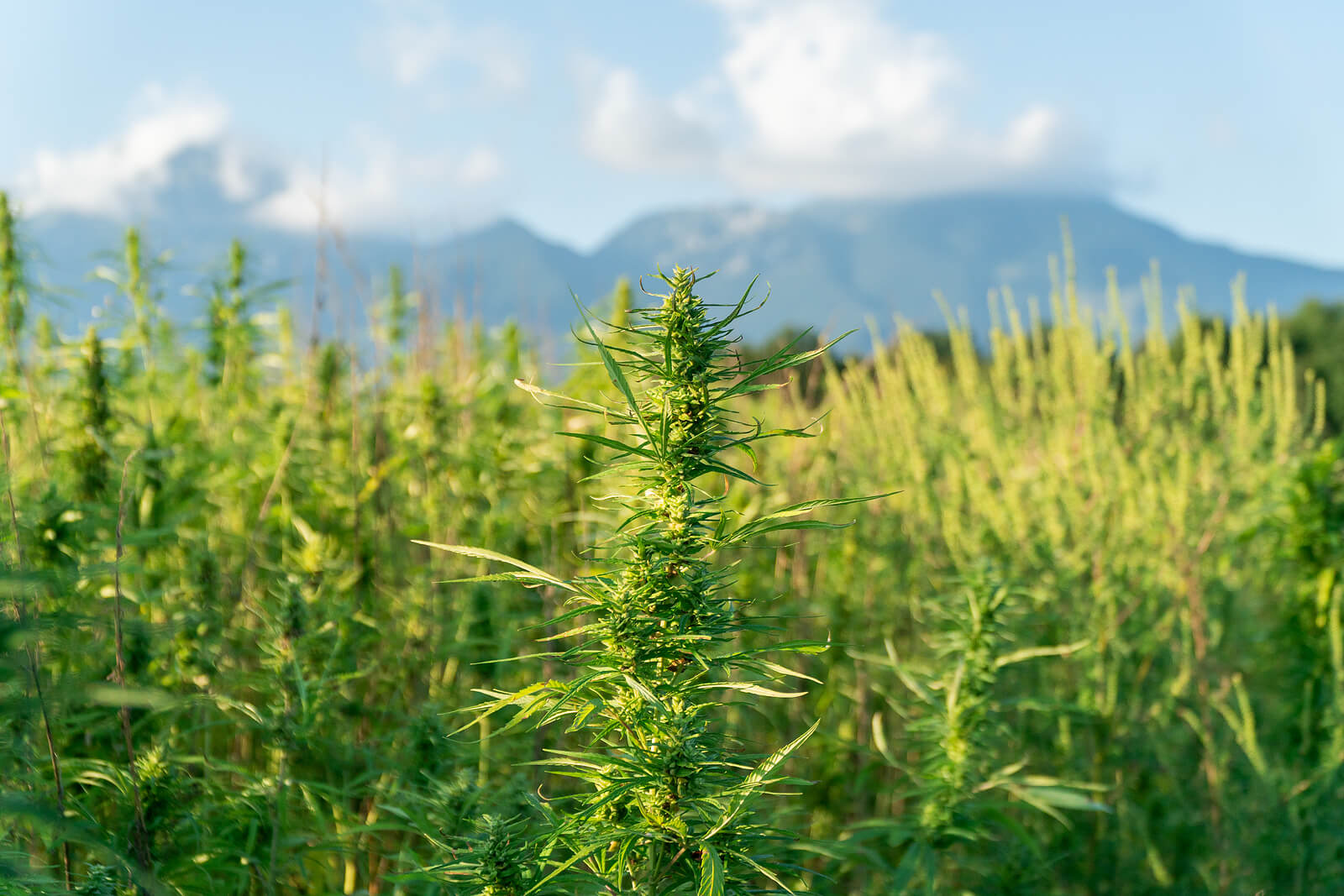 africa marijuana strain hunting