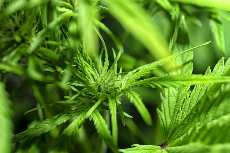 homemade marijuana fertilizer