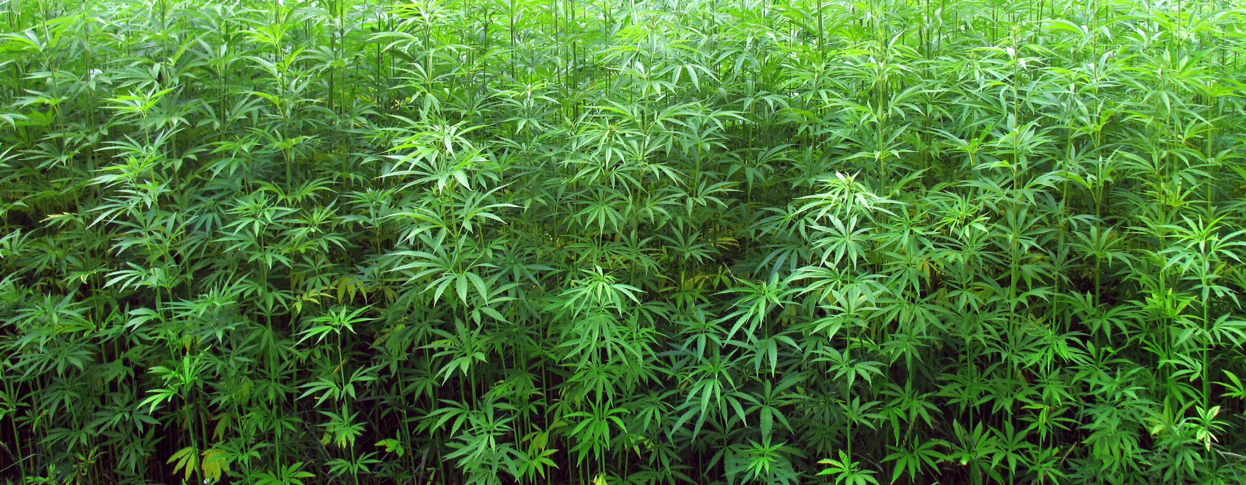 albania lazerat weed
