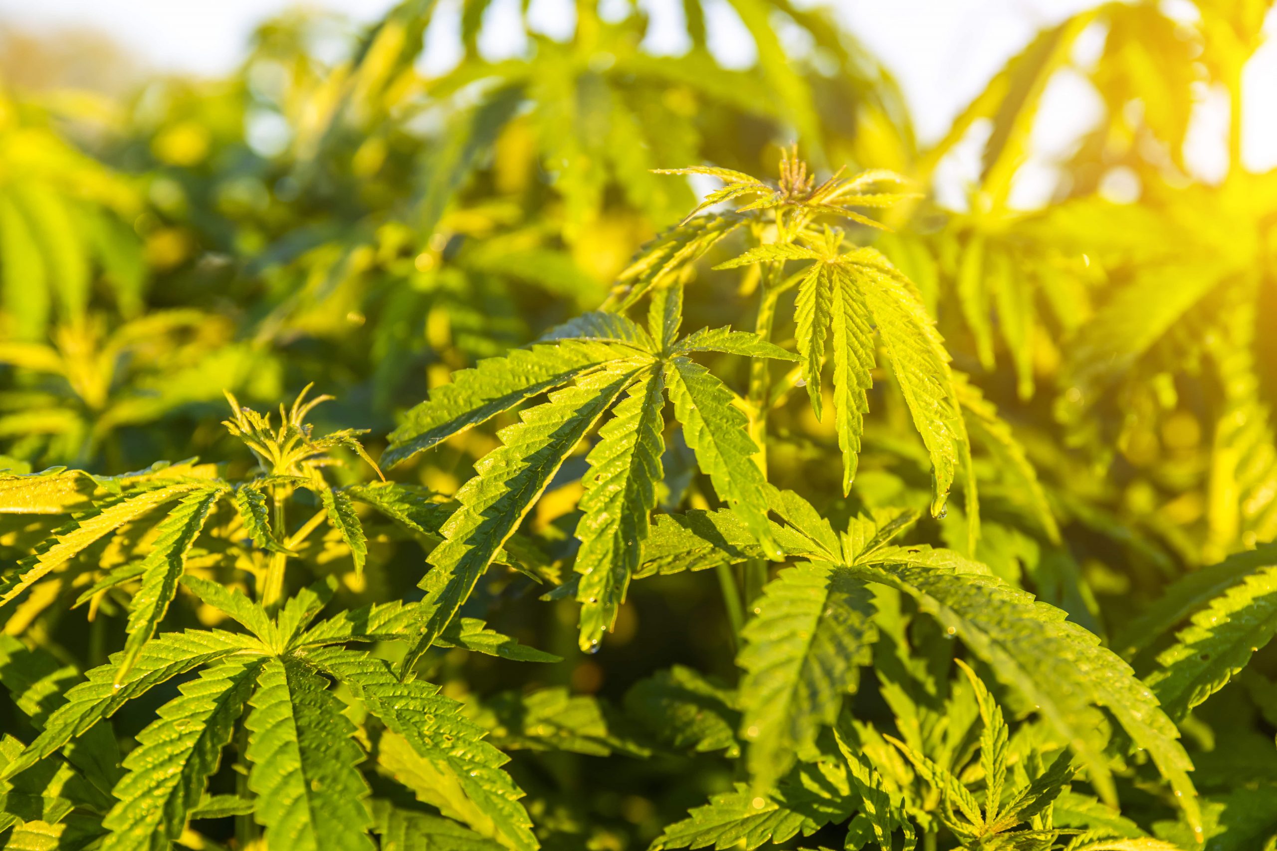 companion marijuana plants