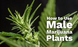 male marijuana plants