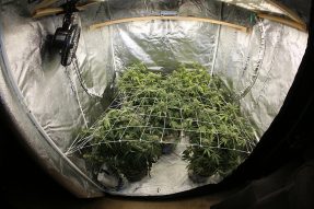 marijuana grow tent