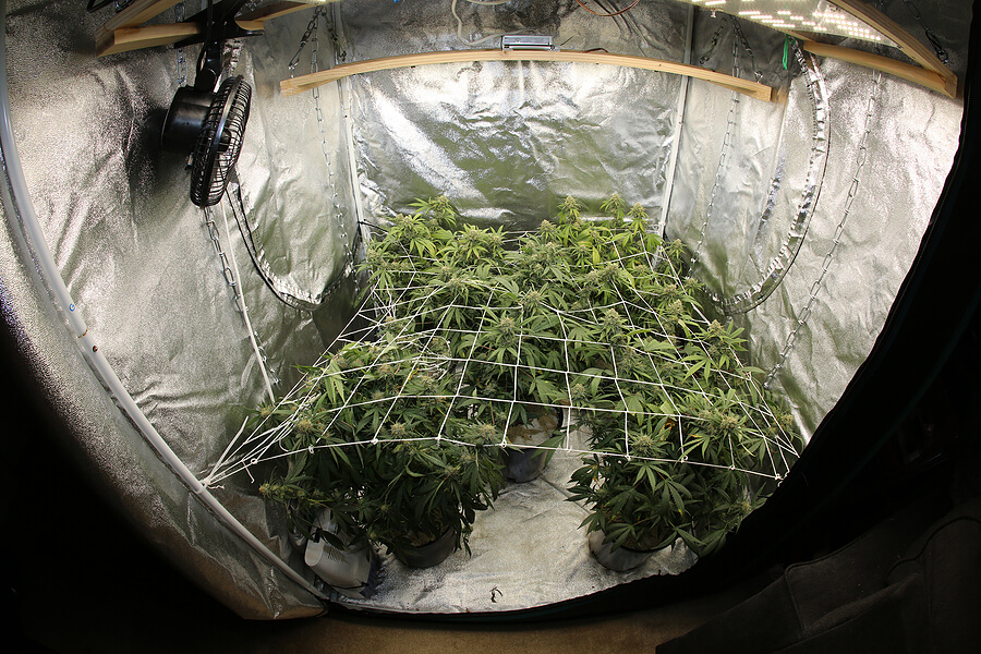 marijuana grow tent
