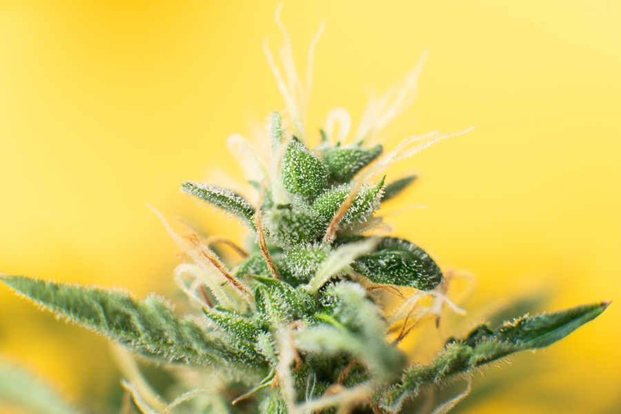 bigstock Concepts Of Legalizing Herbs W 299923000