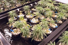 bigstock Marijuana Extreme Close Up M 293093305