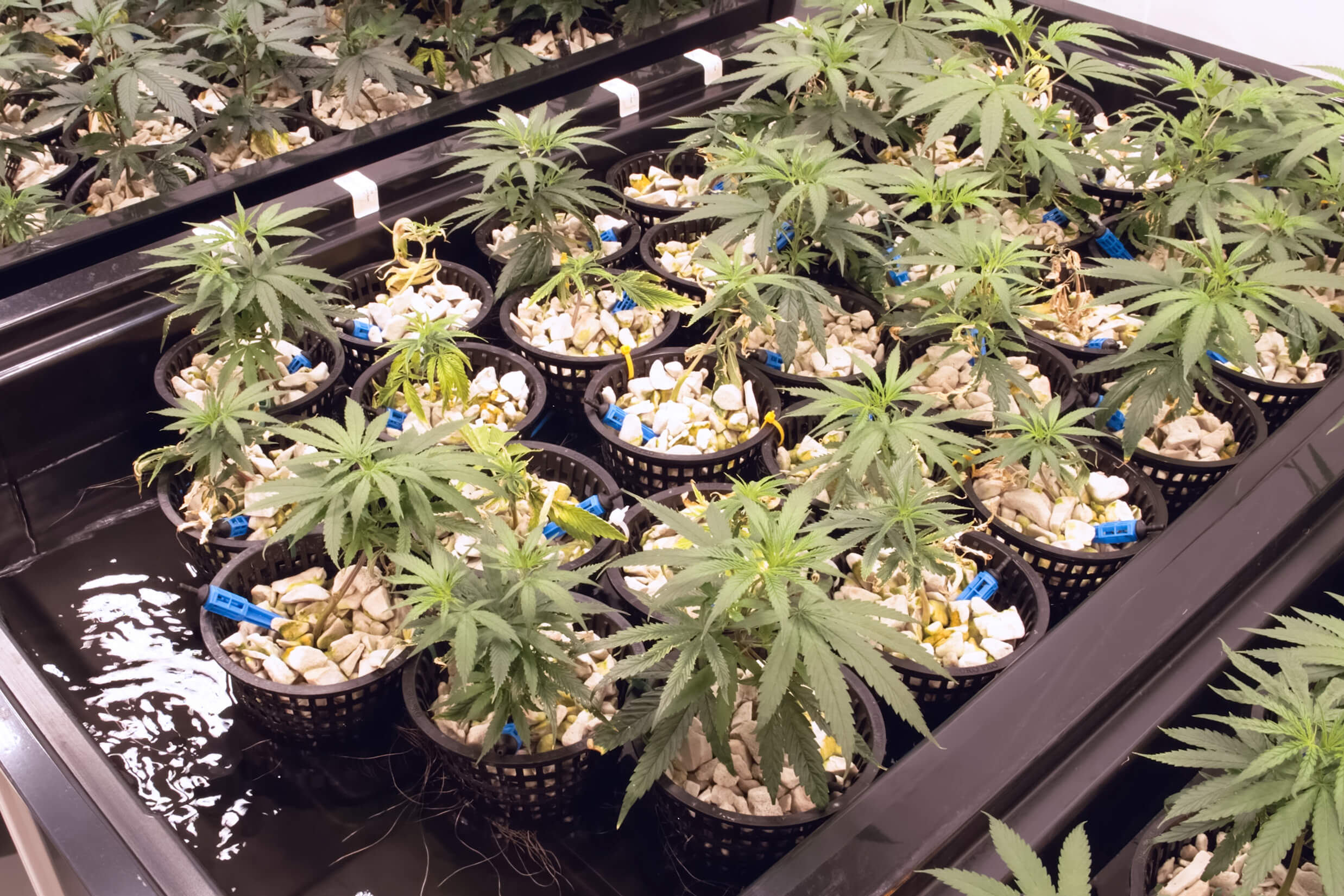 bigstock Marijuana Extreme Close Up M 293093305