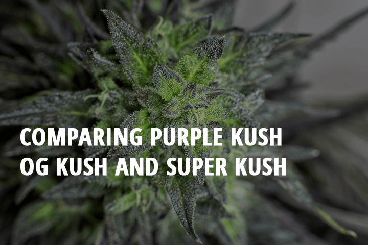 comparing purple kush og kush and super kush