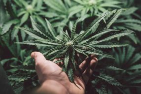 high yielding cannabis strains
