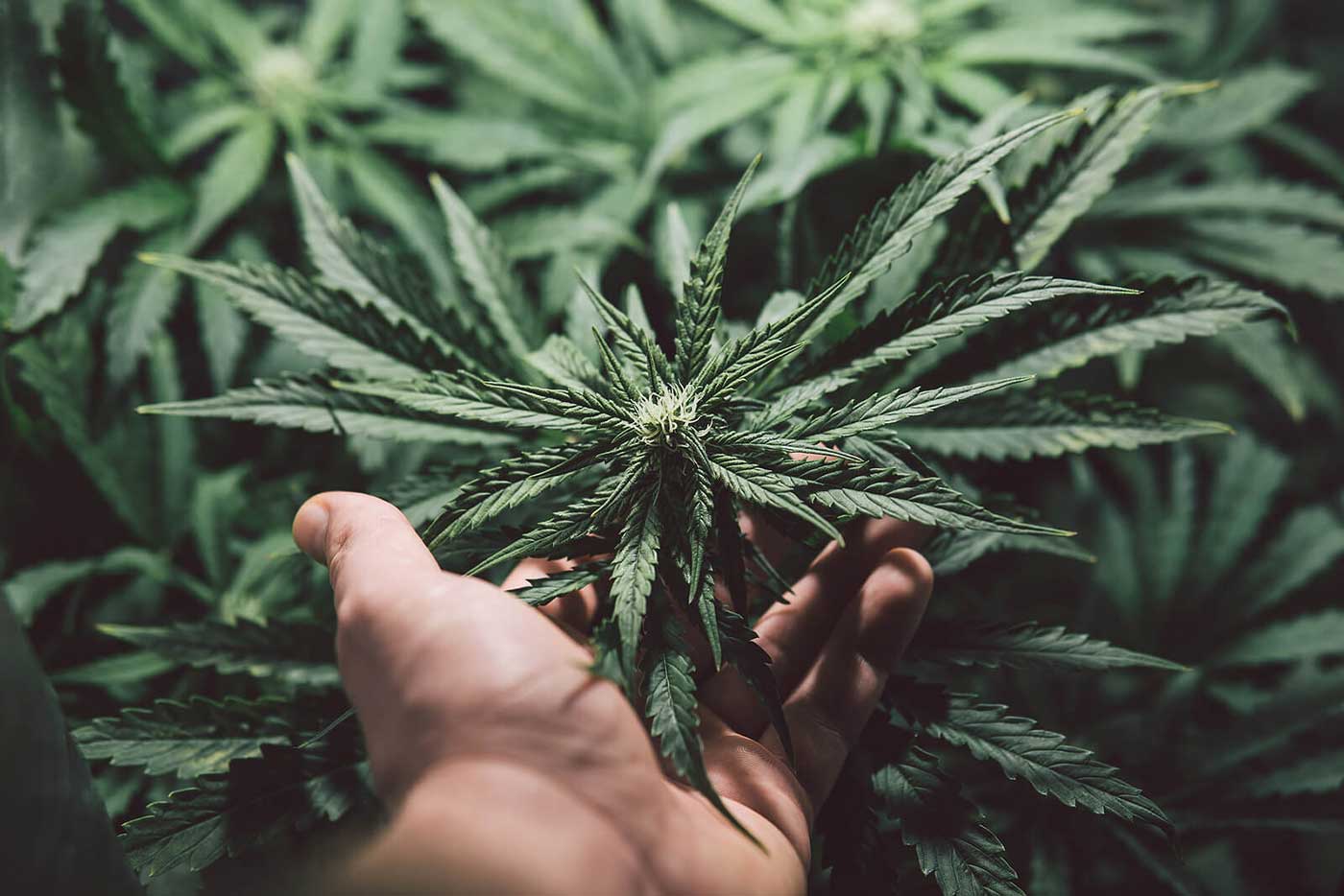 high yielding cannabis strains