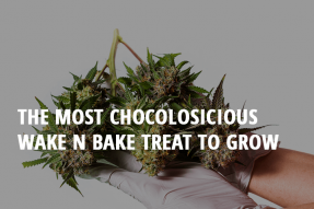 the most chocolosicious wake n bake treat to grow