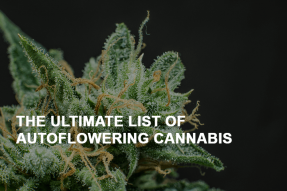 the ultimate list of autoflowering cannabis strains