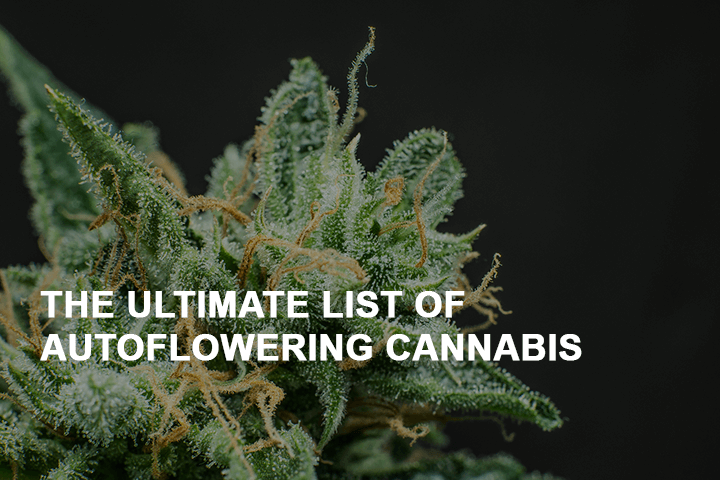 the ultimate list of autoflowering cannabis strains