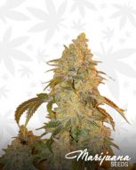 bubblegum cannabis strain