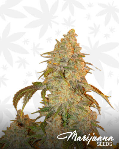 bubblegum cannabis strain