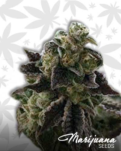 Guava Cake Strain