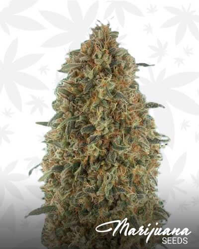 gorilla blue strain