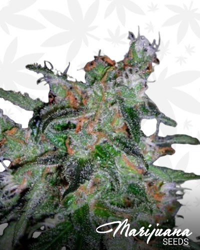60 Day Lemon 2