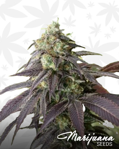 707 Headband 2