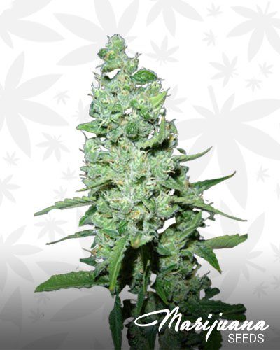 AK 47 2
