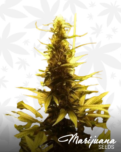 AK 48 2