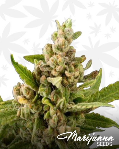 AK Choco Kush 2