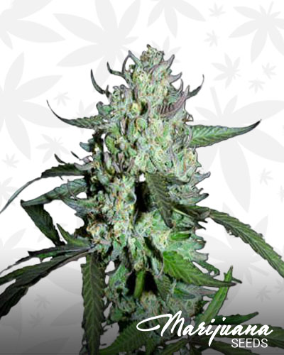 AK OG Kush 2